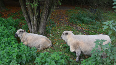 Shropshire-Schaf (1).jpg